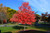 Maple 'Red Sunset' MN #5