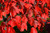 Maple 'Red Sunset' MN #5