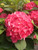 Hydrangea Fuchsia Glow™ #2