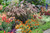 Grass Purple Fountain #1