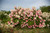 Hydrangea BERRY WHITE® #3