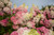 Hydrangea BERRY WHITE® #3