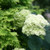 Hydrangea Lime Rickey®  #3
