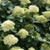 Hydrangea Lime Rickey®  #3