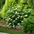 Hydrangea Lime Rickey®  #3
