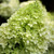 Hydrangea 'Limelight'  #5 TREE FORM