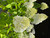 Hydrangea 'Limelight'  #5 TREE FORM