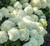 Hydrangea  White Wedding® #3