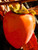 Persimmon Hachiya 5 Gallon