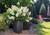 Hydrangea' LITTLE HOTTIE®' #2