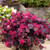 Loropetalum Jazz Hands BOLD® #2