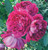Rose 'Sultry Night'  WEEKS