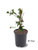 Blackberry Arapaho 3 Gallon