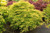 Japanese Maple 'Lemon Lime Lace'  #2