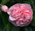 Camellia Debutante #3