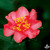Camellia AUTUMN SUN #1