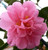 Camellia  SHOWA NO SAKAE #1