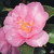 Camellia SHOWA NO SAKAE #3