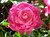 Camellia SUSY DIRR #3