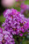 Crapemyrtle ' PURPLE MAGIC'  #3