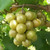 Muscadine Scuppernong 2 Gallon