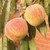 Peach LA FELICIANA #5