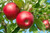 Apple 'FUJI'  #7