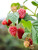 Raspberry Heritage 2 Gallon