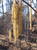 Smooth Alder #1