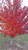 Maple 'Burgundy Belle' #5