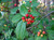 CHOKEBERRY  RED #1