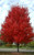Maple Summer Red #30