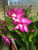 CHRISTMAS CACTUS 8IN PAN