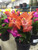 CHRISTMAS CACTUS 8IN PAN