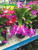 CHRISTMAS CACTUS 8IN PAN