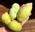 PAWPAW #5