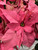 POINSETTIA 8 INCH - PINK