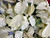 POINSETTIA 8 INCH - WHITE