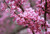 Redbud Flame Thrower®   #7