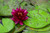 WATER LILY ALMOST BLACK