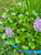 WATER HYACINTH POND PLANT