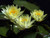 WATER LILY JOEY TOMOCIK