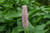 PONTEDERIA CORDATA POND PLANT