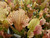 SARRACENIA VELVET POND PLANT