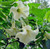 BRUGMANSIA ASST 3.5INCH
