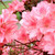 Azalea ' WAKAEBISU' #3
