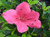 Azalea 'Chinzan'  #3