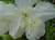 Azalea 'Pleasant White' #3