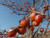 Persimmon Native American  #3