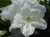 Azalea 'Delaware White' #3